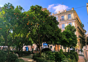 Orange Trees Valencia, pic by @timhouse